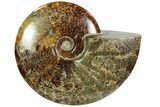 Polished, Agatized Ammonite (Cleoniceras) - Madagascar #102602-1